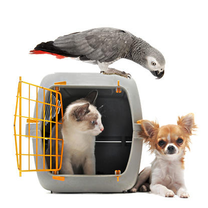 Pet transport - cat, dog and parrot